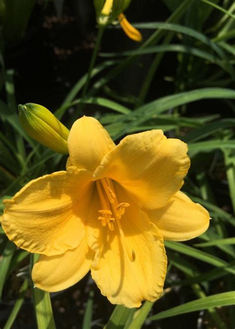 dior addict stella|hemerocallis stella de oro daylily.